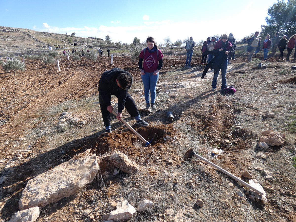 TogetherTuwani's tweet photo. Last Friday Palestinian, Israeli and Int'l activists planted trees and restored the Albeida spring, ancient site inaccessible to the local Palestinian community since 2005, due to the settlers violence. Two days after Israeli settlers uprooted all the trees. #SpringIntoResistance https://t.co/UZWXdAMgHG