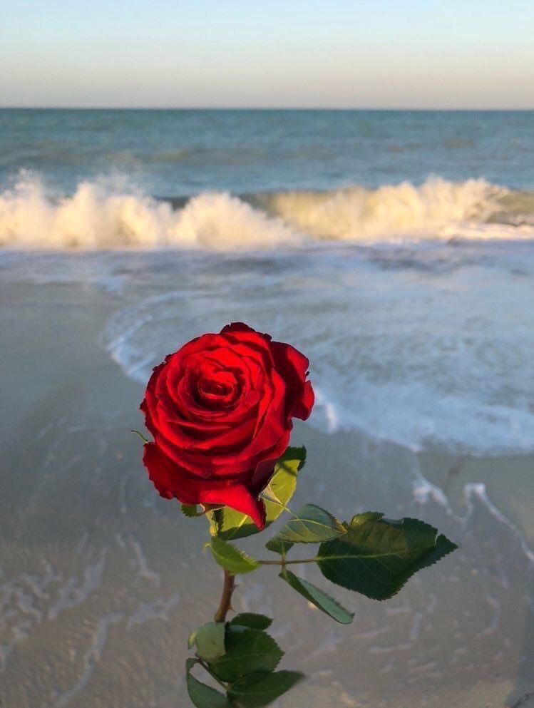 pictures's tweet photo. 🌹 https://t.co/iEYIRz5tly