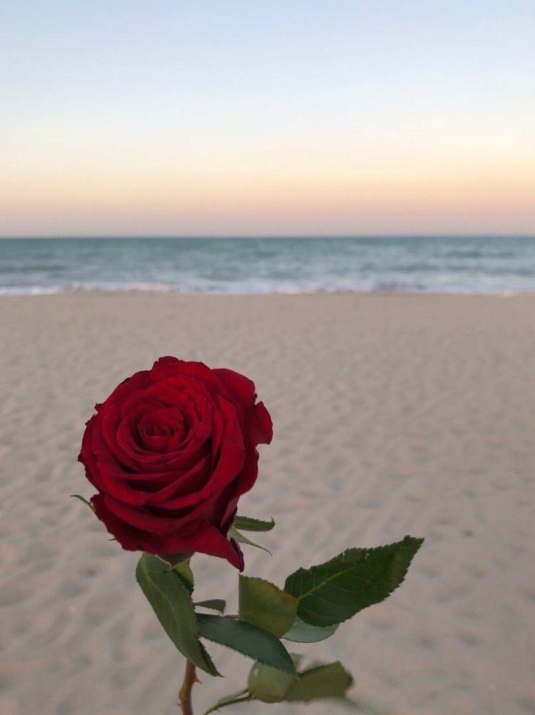 pictures's tweet photo. 🌹 https://t.co/iEYIRz5tly