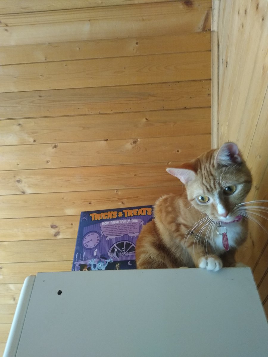 TheKetsup's tweet photo. Every since I watched 'Cats' my cat wont look at me in the eyes anymore. https://t.co/MocYFYsJLJ