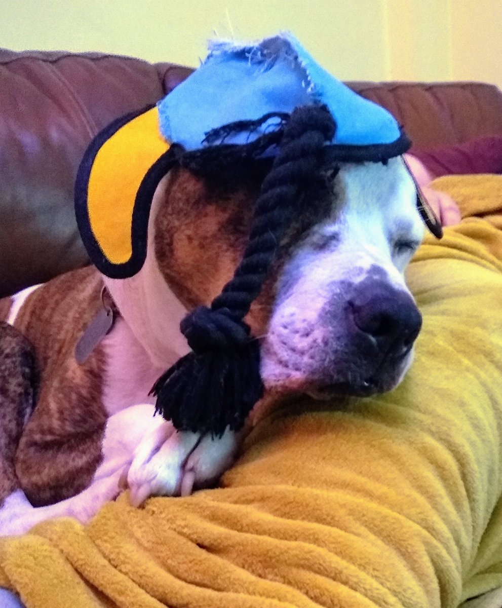 SaggieMag's tweet photo. @revkatebottley Here's Woody, asleep with a toy on his head 🥰 https://t.co/93fDMXdR6s