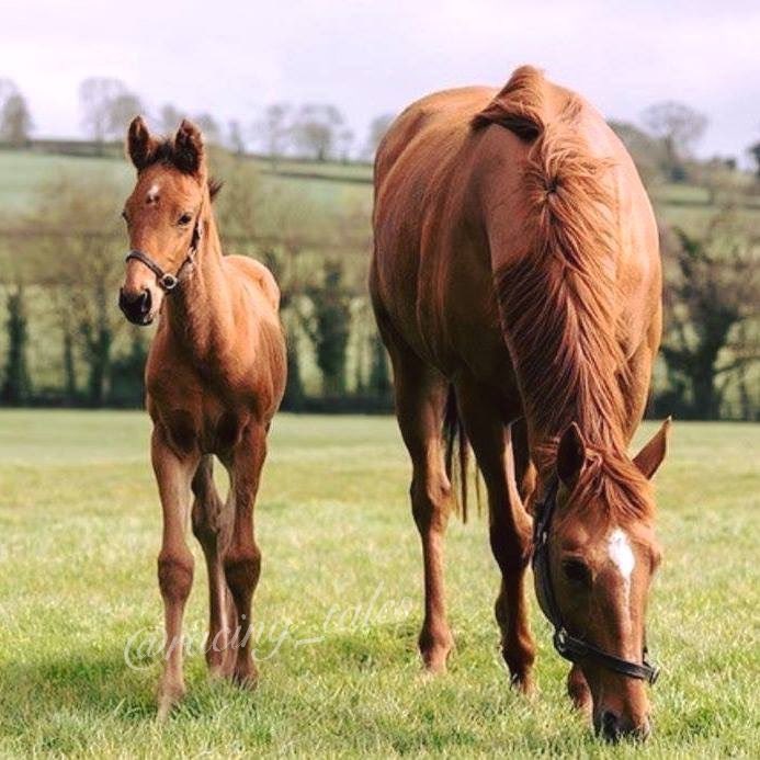 Racing_Tales's tweet photo. 2016 Champion Hurdler Annie Power with her Colt by Galileo https://t.co/8rPcj8hRuj