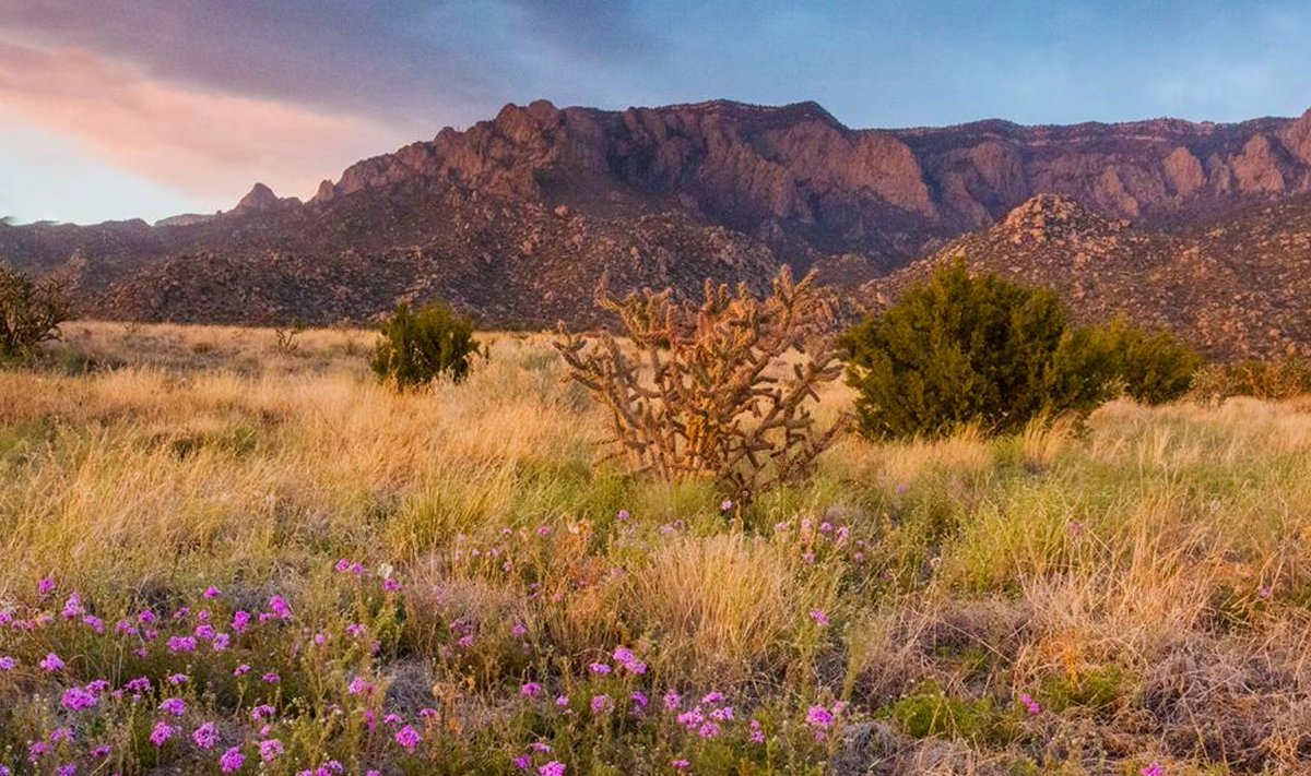 APIC's tweet photo. Registration for the 2020 Spring/Summer EPI Intensive and ASC Intensive Programs is now open! We're kicking it off in Albuquerque, NM in early March! Reserve your spot today.https://t.co/SHaxL7O1tB https://t.co/Ht8yq5TB8W