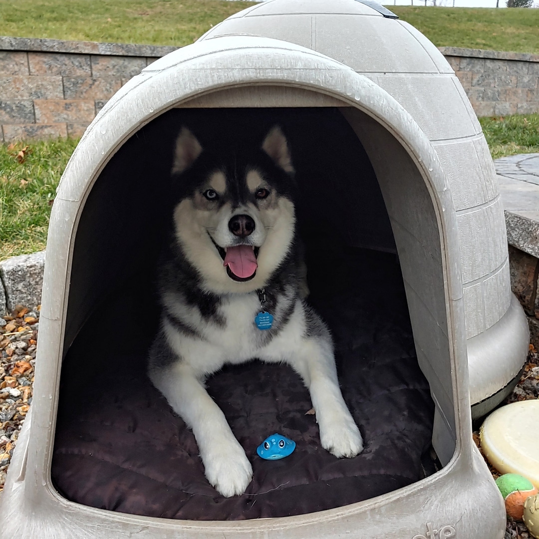PetmateProducts's tweet photo. A Husky in an Igloo, that's crazy talk! #petmate #dogloo 📸: @Denali_the_siberian https://t.co/sq6O9PmlqZ