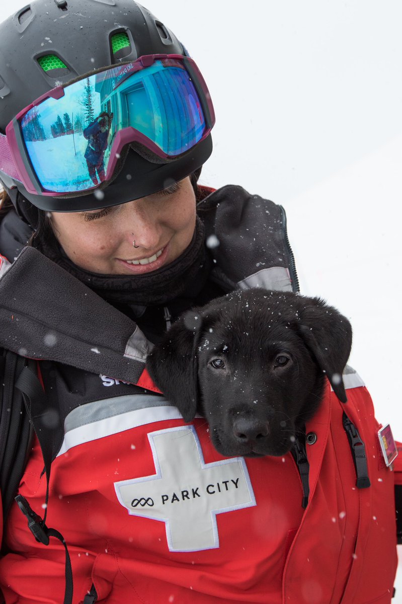 PCski's tweet photo. Introducing the 2 newest members of our Ski Patrol Team, Fisher and Scamp. They already started their basic training with their handlers and next up, working with @wasatchbackcountryrescue for avalanche training.
#AvyDogs #GoodBoyScamp #GoodBoyFisher https://t.co/HnU5jjbwCs