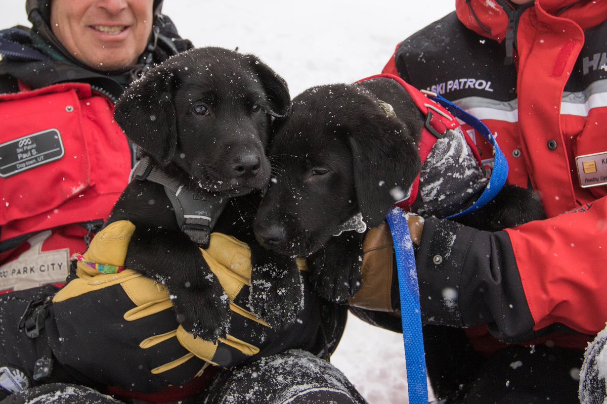 PCski's tweet photo. Introducing the 2 newest members of our Ski Patrol Team, Fisher and Scamp. They already started their basic training with their handlers and next up, working with @wasatchbackcountryrescue for avalanche training.
#AvyDogs #GoodBoyScamp #GoodBoyFisher https://t.co/HnU5jjbwCs