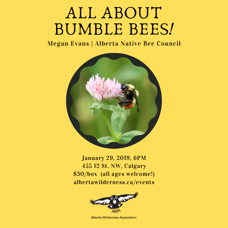 ABWilderness's tweet photo. Learn about bumble bees and build and bring home your very own bee box! 🐝 January 29th, all ages and families welcome 👩‍👧‍👦 https://t.co/eHKUulxNB5 https://t.co/9nHTwYnhP5