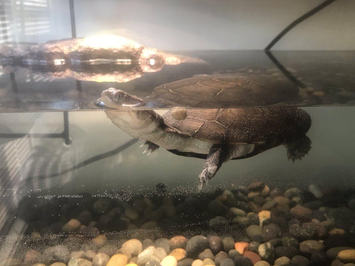 BungoBoiii's tweet photo. Anyone else ever walk into a pet store, see a turtle looking sad and then buy said turtle because you know you could give it a better home? ....No? Just me? Well alrighty then.
#Truemantheturtle #loveanimals #wedontdeservethem #turtlefriend https://t.co/fYdr01xnT9