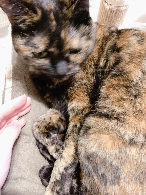 あらビビちゃん可愛い可愛いでちゅね〜??ってやろうとしたら顔だけブレてすごい拒否されたみたいになった(実際は普通にしていた)(本当です!) 