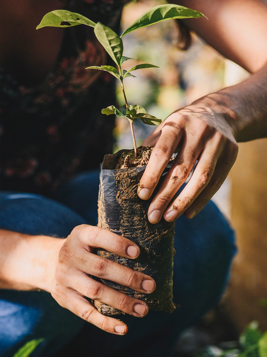 Through our partner, <a href="/onetreeplanted/">One Tree Planted</a>, we've made a donation of newly planted trees to help with reforesting the Amazon and healing the world’s most treasured natural resource.

From our Aleratec team, we wish a happy 2020 to you!