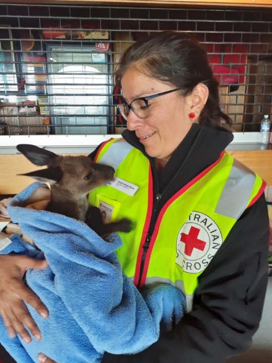 RedCross's tweet photo. The compassion of @redcrossau volunteers goes beyond humans. ❤️

The loss of wildlife in Australia is estimated to surpass one billion as bushfires continue to burn through a reported 6 million hectares. https://t.co/AFOdgL05O7
