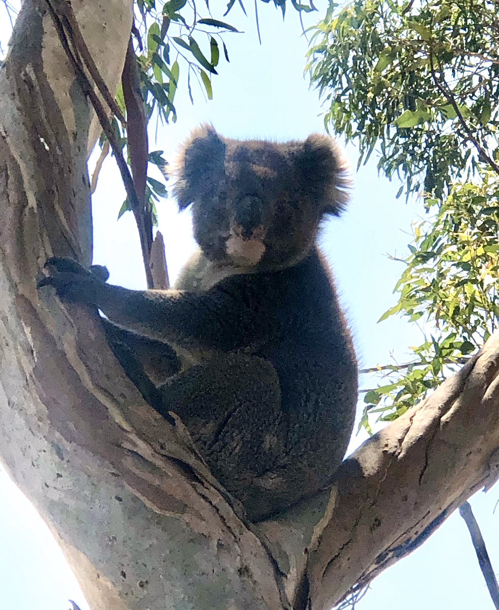 Trees etc. tweet media