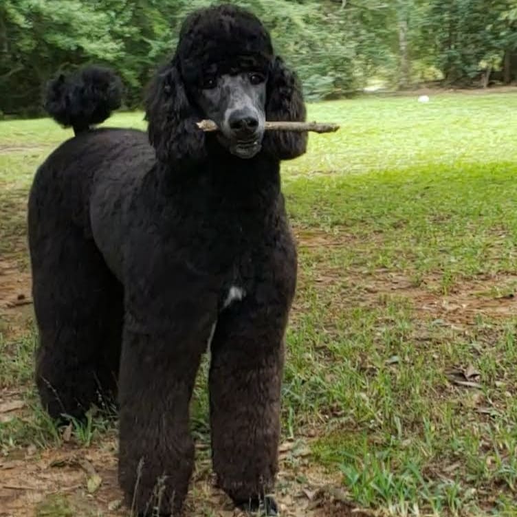 MsRetrievers tweet picture