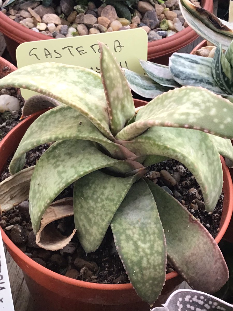 CactusSucculent's tweet photo. The ‘staircase’ form of #Gasteriarawlinsonii combines the standard dichotomous form with the alternate ‘spiral’ form, it’s in-between🤓 #BCSS #CacusSucculent #Kirkstonebotanica #Gasteriacollection #Haworthiagroup #Aloefamily https://t.co/umVPL1SD78
