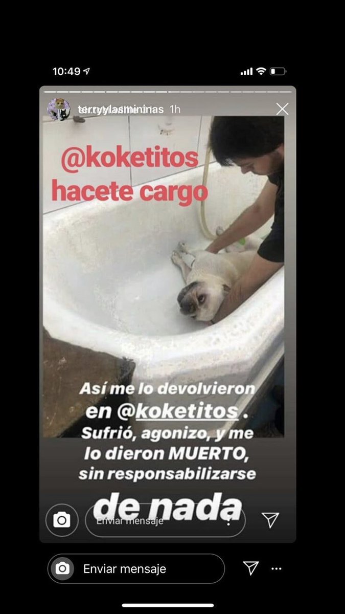HuilenSchewalie's tweet photo. Difundan por favor!! Una mujer llevó a su perrito a bañarse a @Koketitos  y se lo devolvieron muerto. Hubieron 3 casos más. Difundan para que no pase de nuevo por favor!!!
@majogm @MalenaStein @flandivar @nachomdeo @edufeiok @ https://t.co/upopkTpZCk