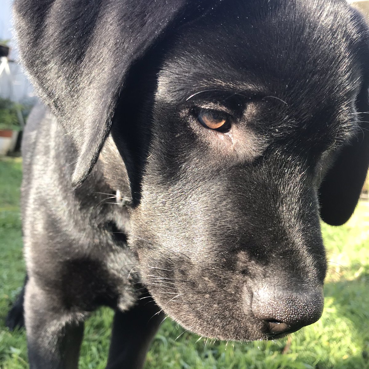 Irish71's tweet photo. My Puppy Pic of the Day!! Post Yours in Comments bellow! 💚 #labradors #blacklabpuppies #blacklabs #blacklabrador #blacklabradorretriver #labpups #doglovers # https://t.co/aSfnOjBApV