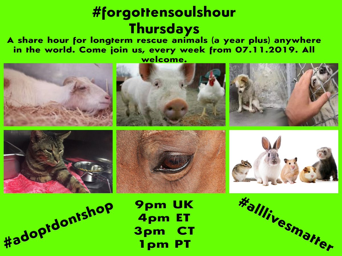 #PleaseRT &amp; tell your #anipals #please join us  at #forgottensoulshour 9pm (UK) tonight <a href="/catsfromulthar/">The_Cats_from_Ulthar </a> <a href="/karen73984451/">karen</a> <a href="/Buddybear115/">Buddy-Aus and me</a> @CallyChicken <a href="/27reasonstorock/">carole noble</a> <a href="/TurnerSis1/">Jo Beckett</a> <a href="/strumper38/">Sarah</a> <a href="/Penningt1Denise/">Denise Pennington</a> @JayneOsullivan6 <a href="/earanimalrescue/">Eden Animal Rescue</a> <a href="/Freshfieldsresc/">Freshfields</a> 💚