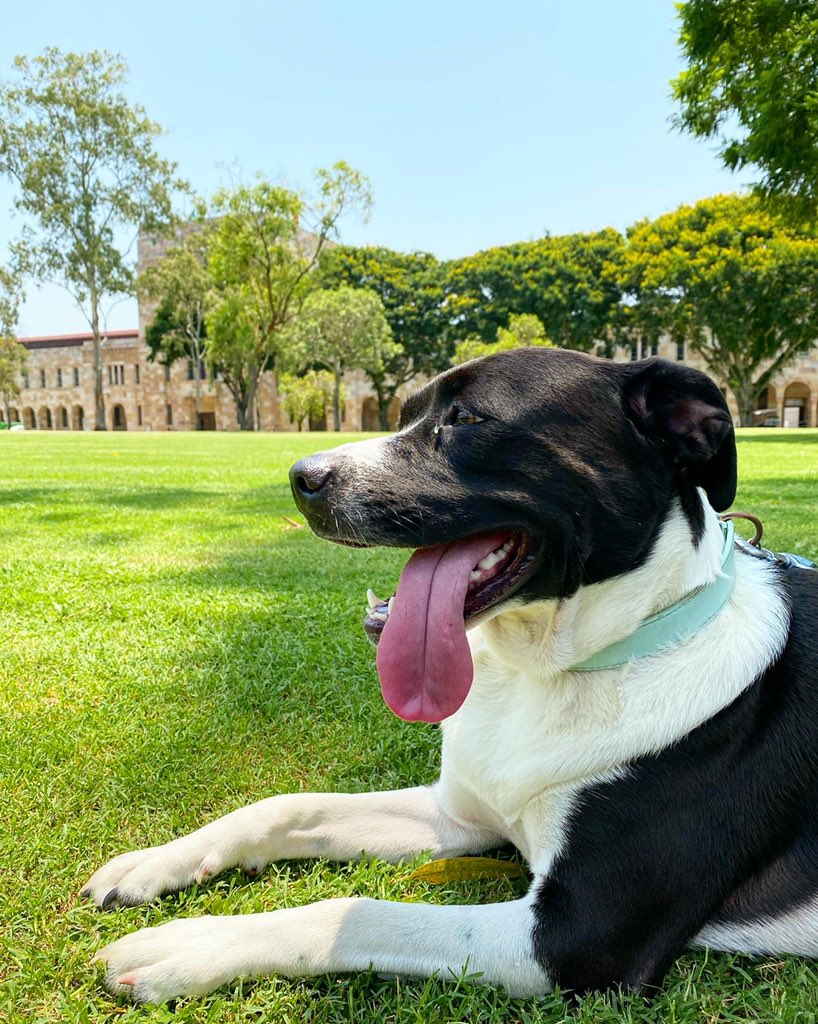 BlackwellJ_'s tweet photo. Look it’s Bowie on campus!!!❤️🙌🏽🥰🎉 #finally #POLSISambassadog #dogsofUQ https://t.co/f4tFwtm2iX