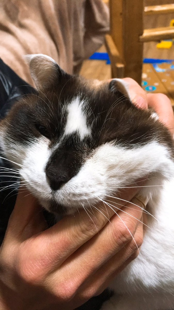 猫ハム