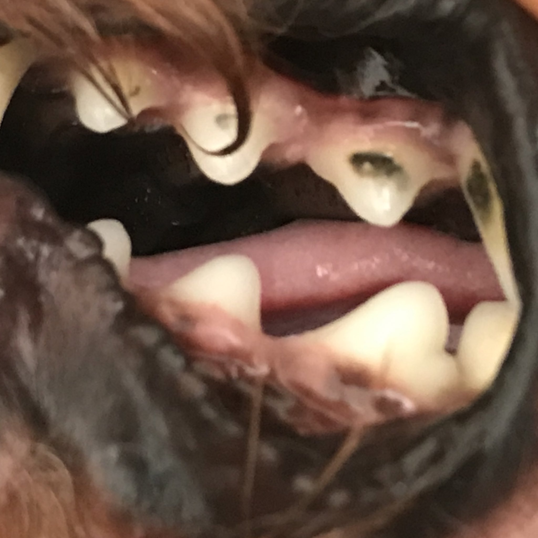 あしたもジョー Anzu0215 歯そのものが黒くなるのは あまり聞いたことがないですね 犬は虫歯になりにくいはずだし ２枚目の写真は表面だけじゃなくかなり浸透しているようにも見えるので 診察したほうが良いのでは Twitter