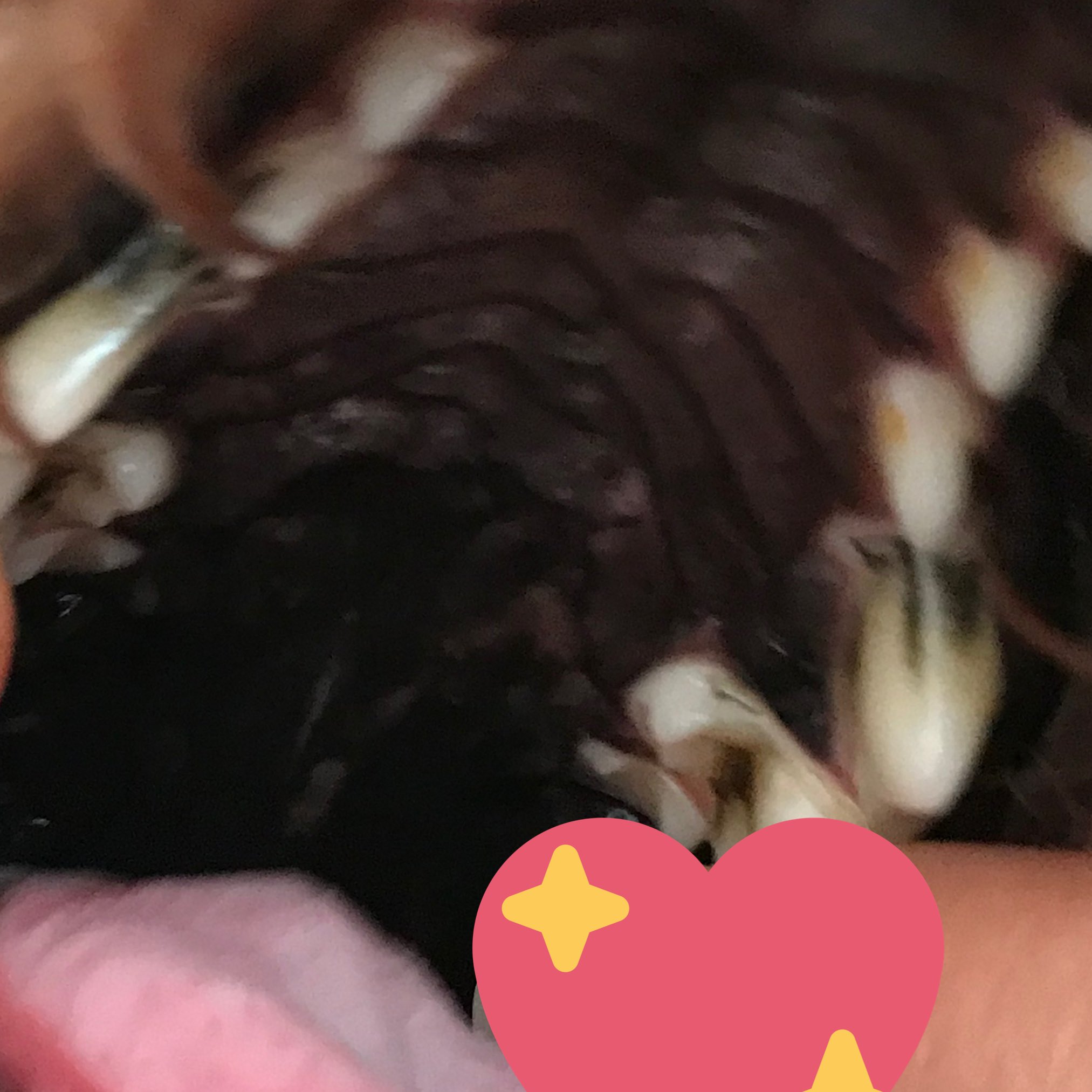 あしたもジョー Anzu0215 歯そのものが黒くなるのは あまり聞いたことがないですね 犬は虫歯になりにくいはずだし ２枚目の写真は表面だけじゃなくかなり浸透しているようにも見えるので 診察したほうが良いのでは Twitter