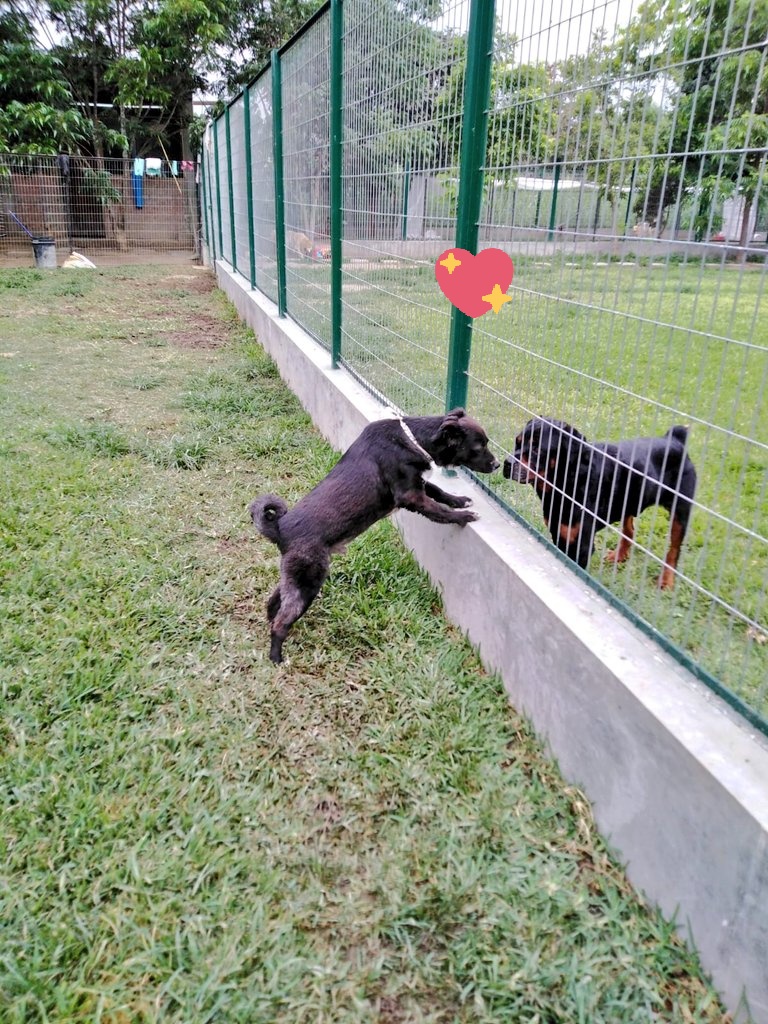 incondic_peru's tweet photo. #Calev 💕🐕
¿La recuerdan? Este pequeño bonachón está a salvo en su hospedaje gracias al apoyo de todos ustedes.
Está vacunado y castrado, es de carácter amable, amoroso y faldero
Los interesados en adoptar por favor enviar un mensaje.
#AdoptarSalvaVidas💕 https://t.co/aexEO0sZ8U