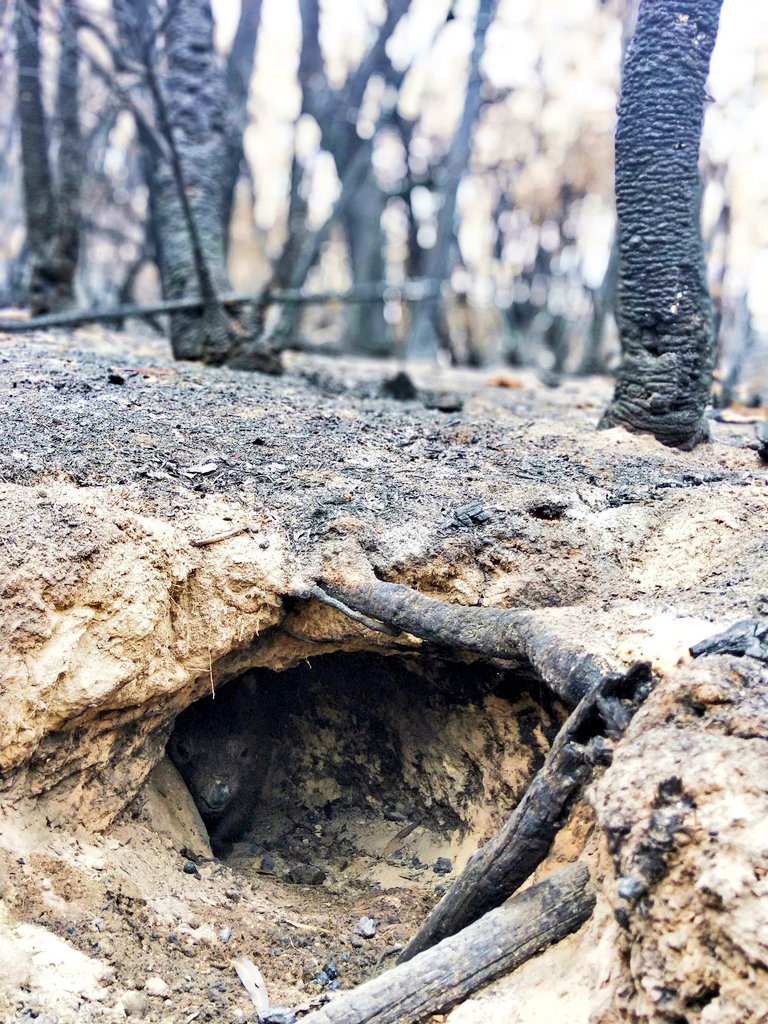 gumnut_case's tweet photo. There's still life in the forest. A wombat in her burrow, a lyrebird scratching the burnt debris, and yellow tailed black cockatoos wail overhead #wombat #wingello #AustralianBushfireDisaster #wildoz https://t.co/RnbKNhT9TZ