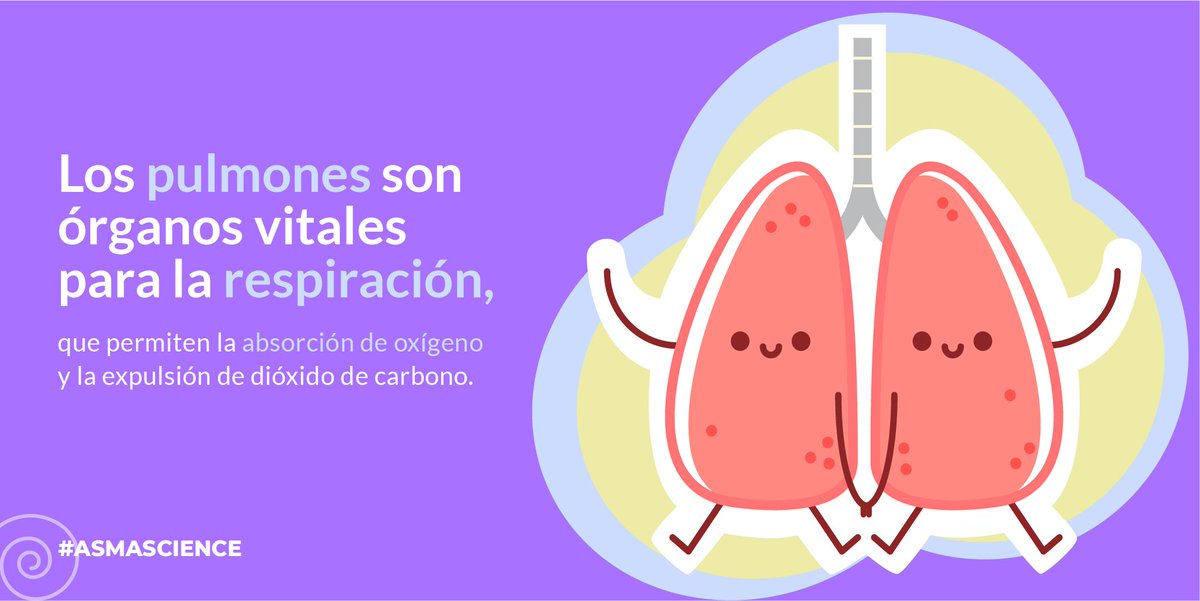 RespiraVidaOrg's tweet photo. Cada pulmón está formado por conductos que se van haciendo cada vez más estrechos: desde los bronquios hasta los alvéolos, donde se produce el intercambio de estos gases. 👨🏻⚕
#Asmascience #inhalar #enfermedadrespiratoria #cdmx #inhalador #medicine https://t.co/MCL8oB5Rb9