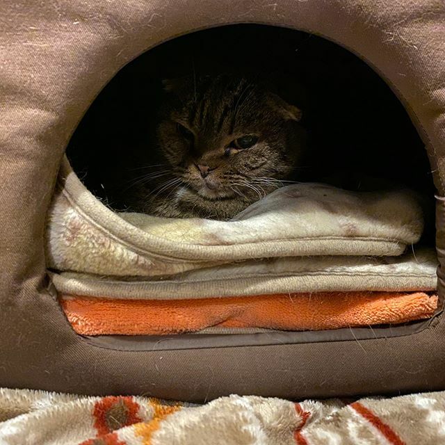 瑠南 ゆたぽん入りハウスから出てきません笑 Neko Cat 瑠南 スコティッシュフォールド Scottishfold にゃんすたぐらむ Catstagram T Co Fjijatvtph T Co Oiaktahzq4 Twitter