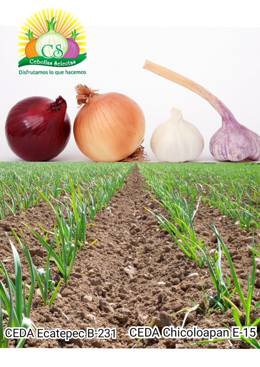 Si buscas calidad y precio en los productos más frescos del campo no dudes en visitarnos, mayoreo y menudeo con precios de bodega, pagos con tarjeta y envíos a domicilio ¿qué esperas?  ¡Por acá nos vemos!