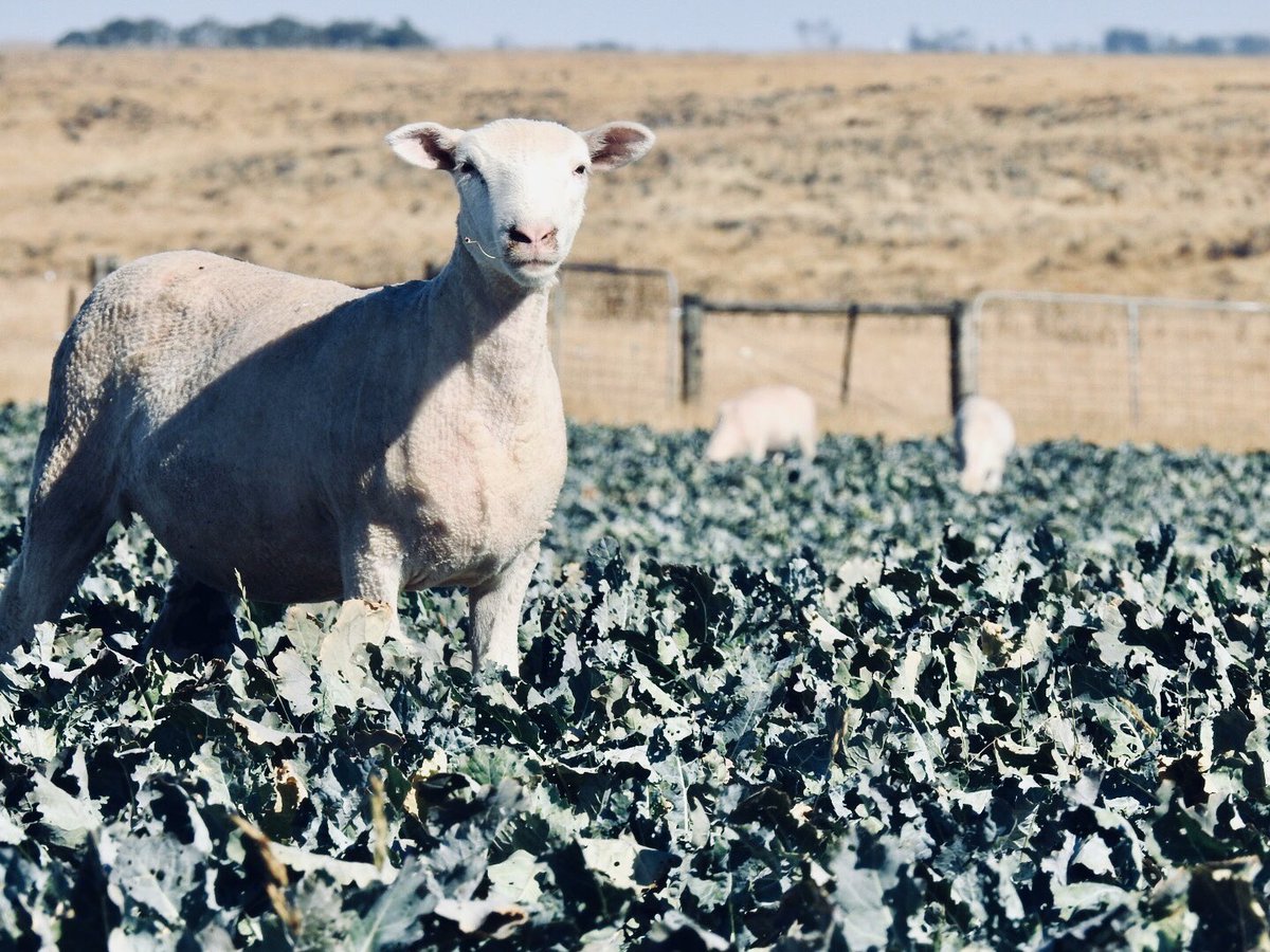 Shearing 2020 done 🙌🏼
Ewes lambs out on the summer crop. 
#shearing #summer #composite #ewelambs