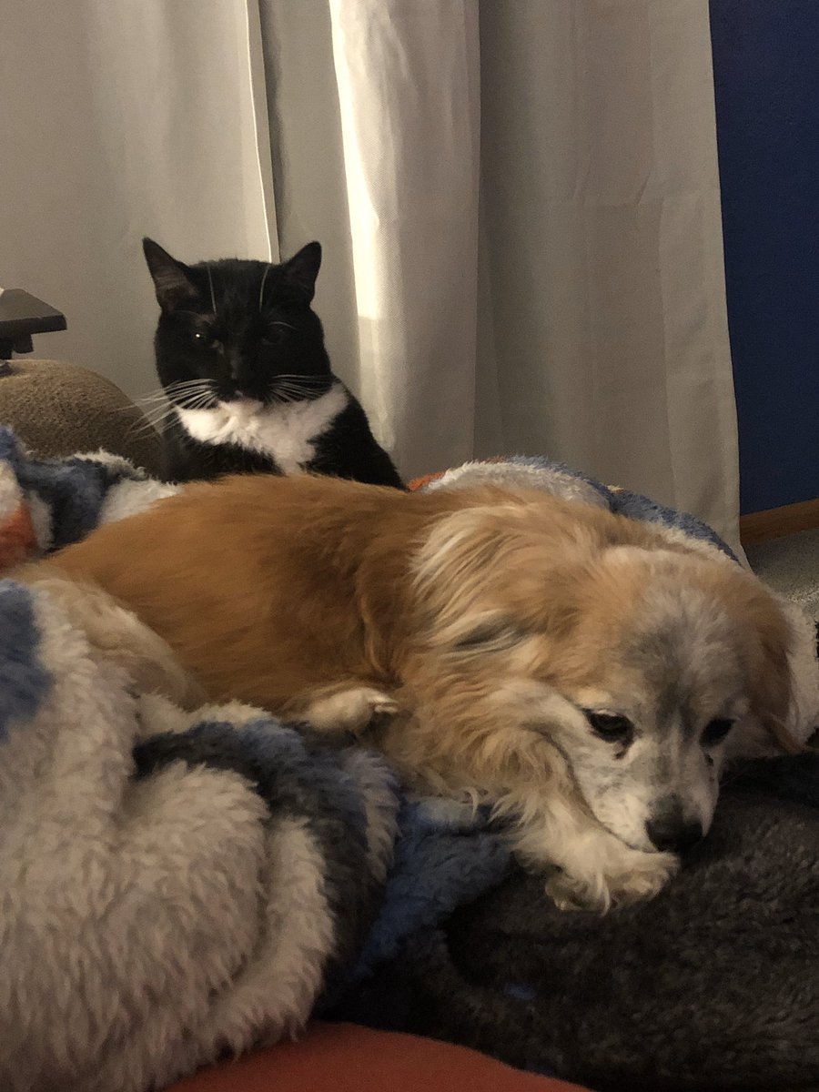 ZeekTheCat's tweet image. Hanging out with my brother