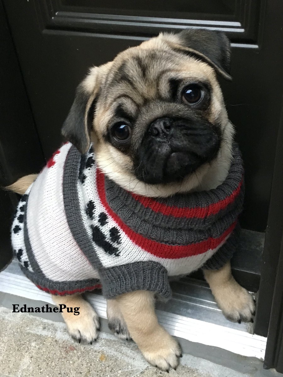EdnathePug's tweet photo. @HamiltonPug A5: This one of Humom's fav photos of me
Something about #innocentlooking #pugchat https://t.co/smEgmAm46v