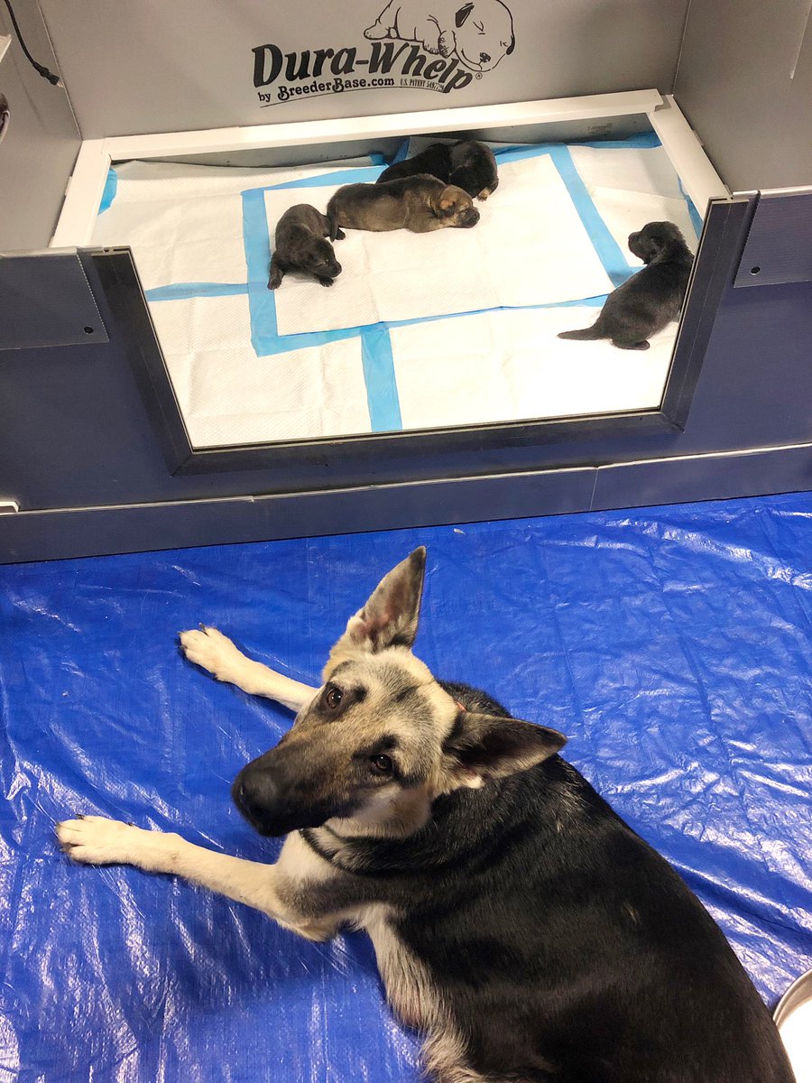 Wag Tales (@thewagtales) on Twitter photo 