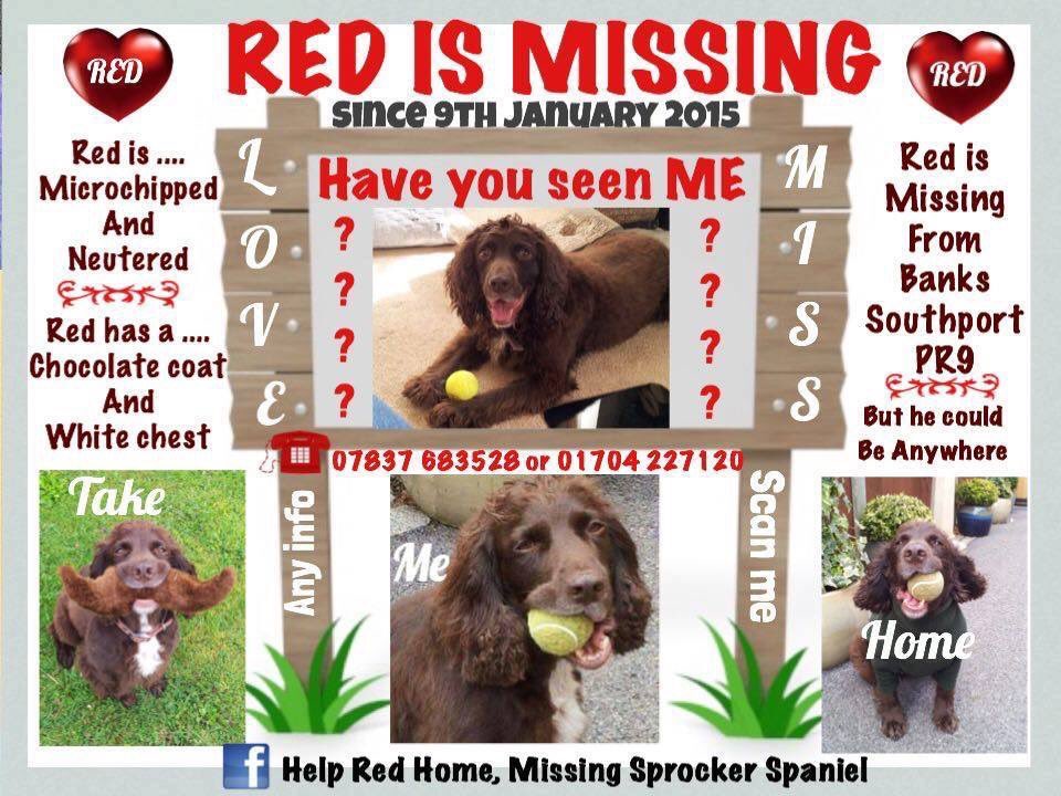 LisaLisaw1's tweet photo. #FindRed #MissingDog 09.01.15 #MissingFiveYears #Banks #Southport #Microchipped #ScanMe #CheckThatChip #stoppettheft #theftbyfinding https://t.co/6LuSZEVRZv