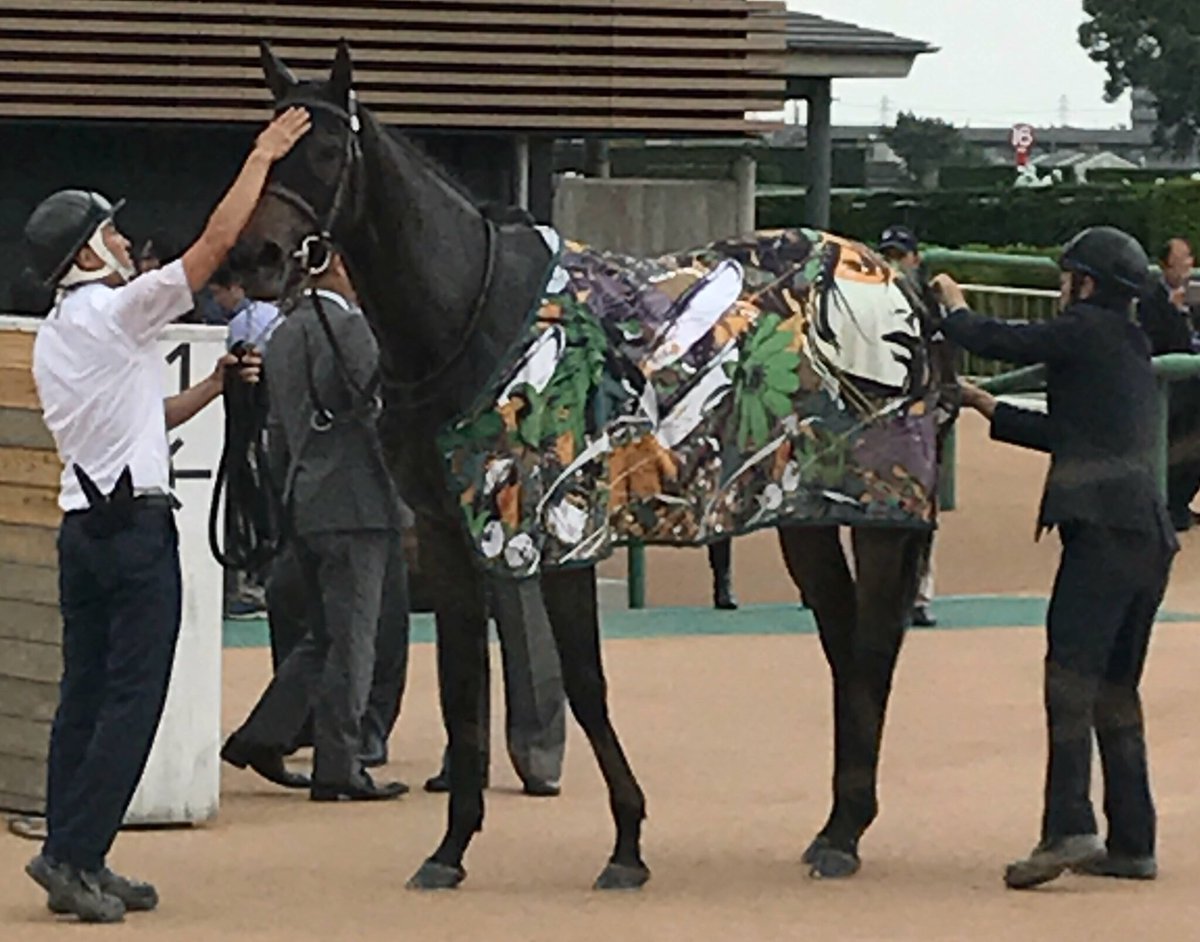 Vodka Roots ルージュバック 今年 産まれた 初子はロードカナロア牝馬だそうです 楽しみです 今年はモーリス受胎中