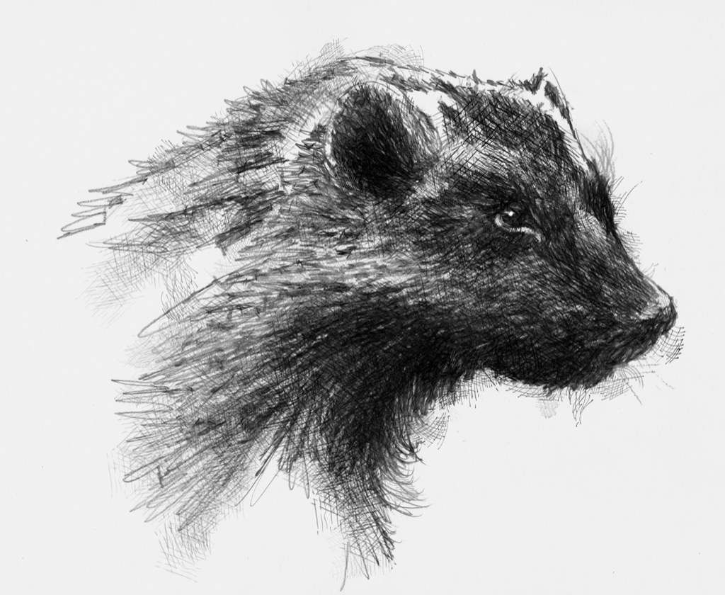 InkAndClaw's tweet photo. 'Wolverine - The Glutton', by @Sean_Briggs #WolverineWednesday #GuloGulo #GuloLuscus #GuloGuloLuscus #Carcajou #Quickhatch https://t.co/wlRqxEcW6q https://t.co/6PS2obN08o