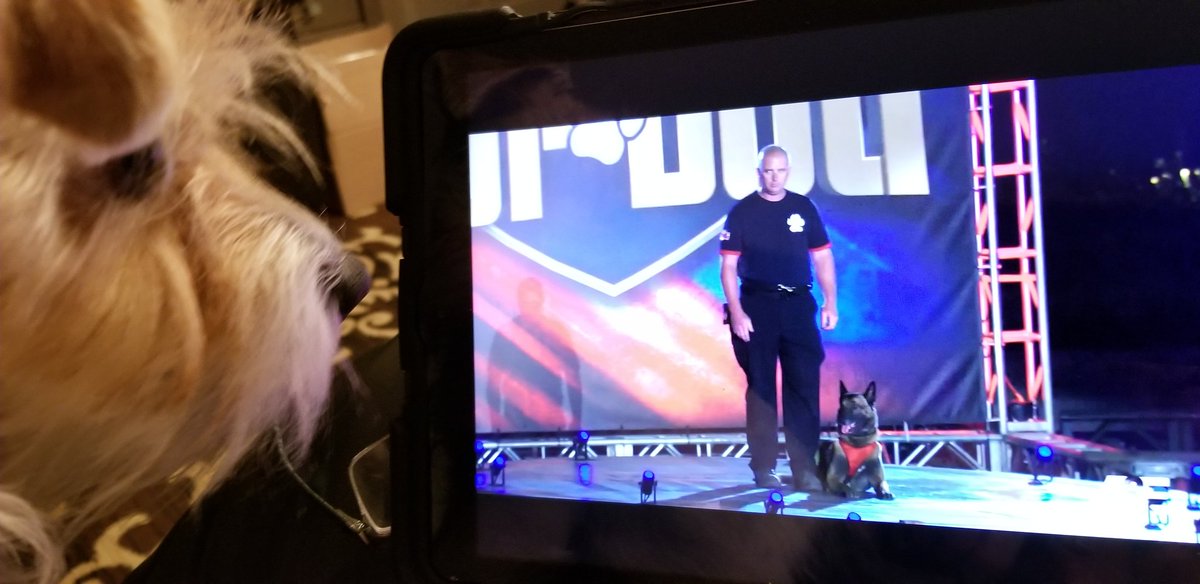 #americastopdog #Goodluck to all #k9 teams.  #kisses from #haley and #mydogsocks.com giving you code bone for free shipping #LivePDFans #LivePDWatchParty #K9OfTheDay #dog