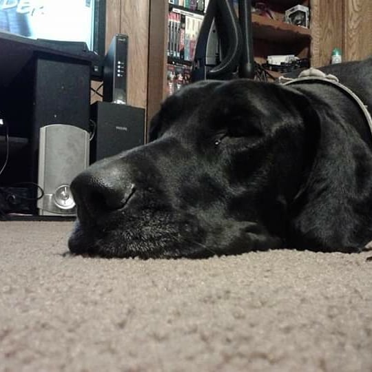 Real_BDFBand's tweet photo. People ask where the name Black Dog Friday came from. Meet my black dog Friday. Today we lost her. I'm gonna miss my girl Friday. March 10, 2011-January 8, 2020 #BDF #BlackDogFriday #RIPFriday #GreatDane #LoveYou #MissYou #RainbowBridge #MyGirlFriday #BigGirl https://t.co/8pjsF8QP5e