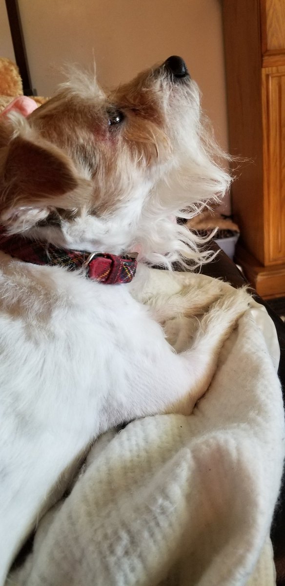 #americastopdog go #teamdax #Illinois is cheering you on  #mydogsocks.com
