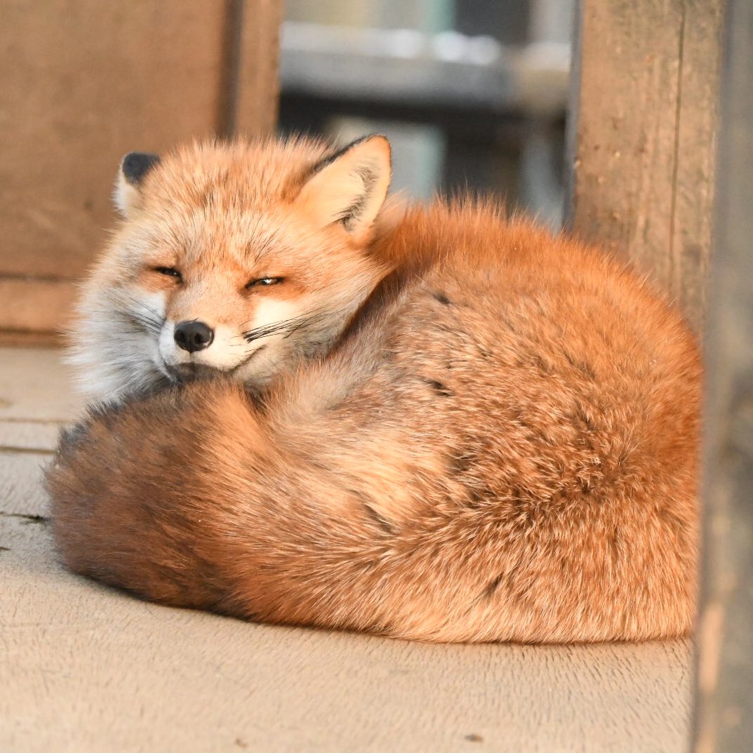 （8月VIP 15%off中） きつねのしっぽ♪です❣0414 ファイターズきつねダンス しっぽ