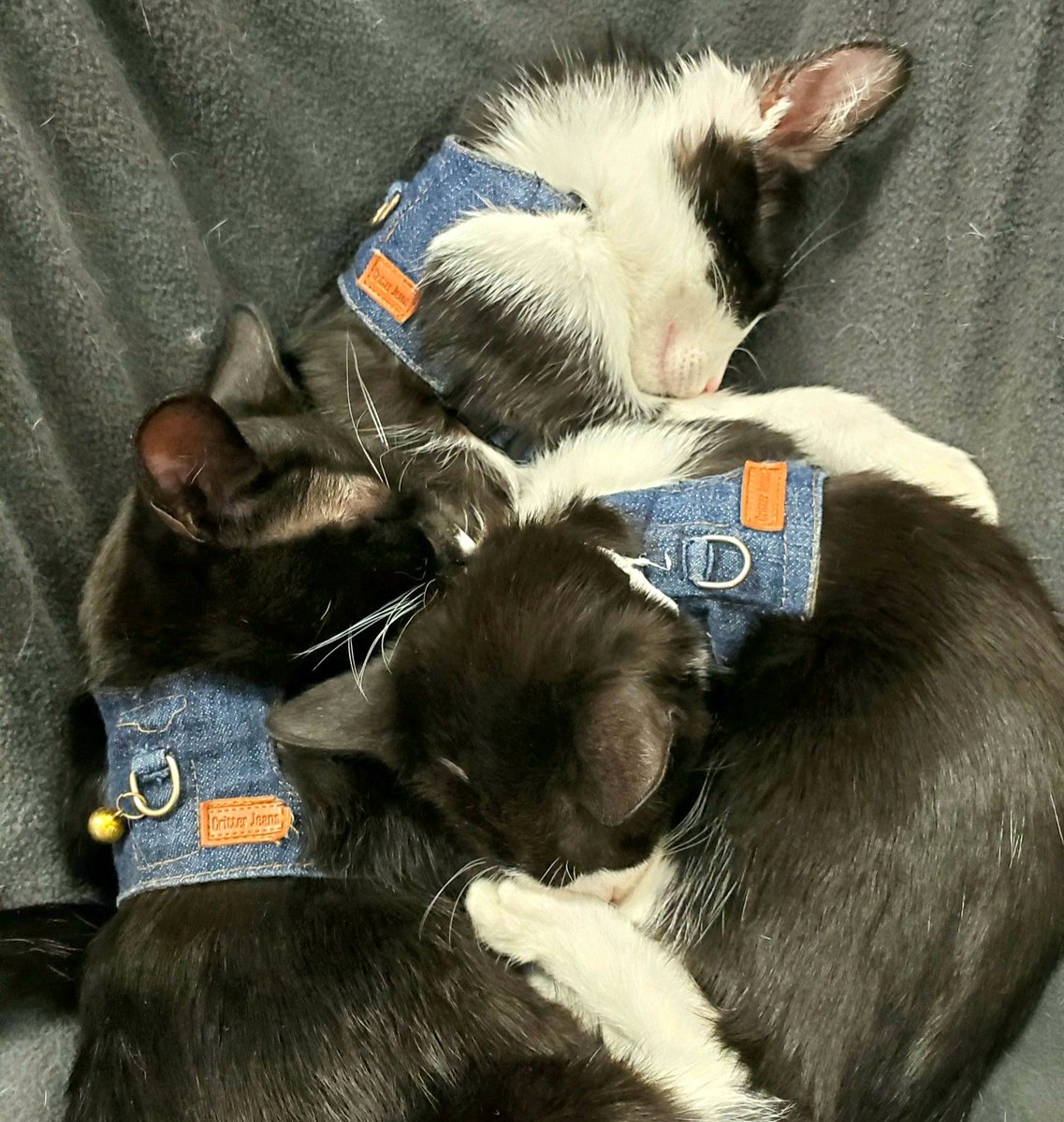 kittybungalow's tweet photo. #Nature is balance. In black there is white. In white there is black. When kittens nap you feel peace. When you nap, they use you as a trampoline. To cuddle with cats is pure joy &, to some, that bliss brings 🤧 #SoWorthIt #SeekBalance #yin #yang #yinyang #blackandwhitekitten ☯️ https://t.co/pvRKBXprbh