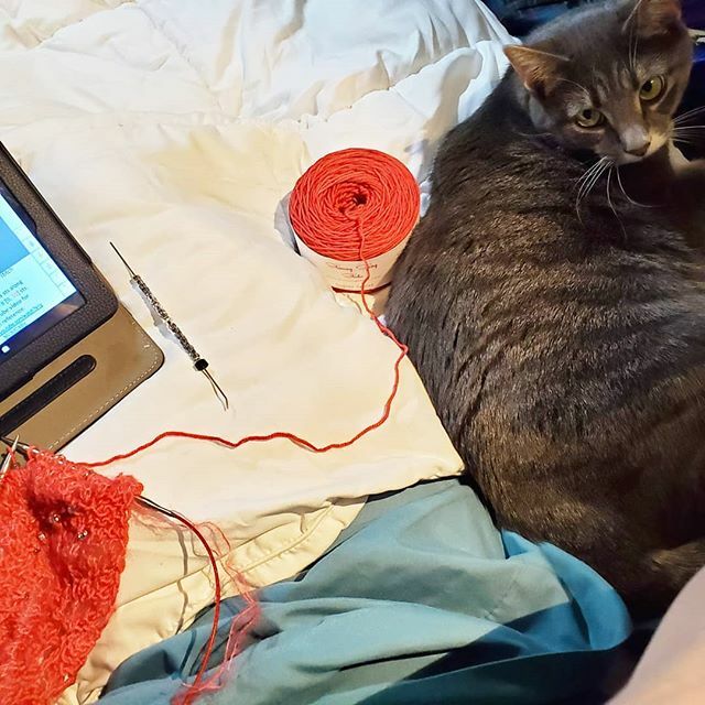 KnottyKnitting's tweet photo. Best little knitting buddy
.
.
.
#catstagram #catsoﬁnstagram #knit #yarn #yarnsnob #knitting #knittinglove #yarnaddict #knitter #knittersofinstagram #knittersoftheworld #yarnlove #knitlife #knitaddict #knittinglife #knittingaddict #knittingknotty #kn… https://t.co/3u6TrBhVjE https://t.co/pNYKaAkhS6