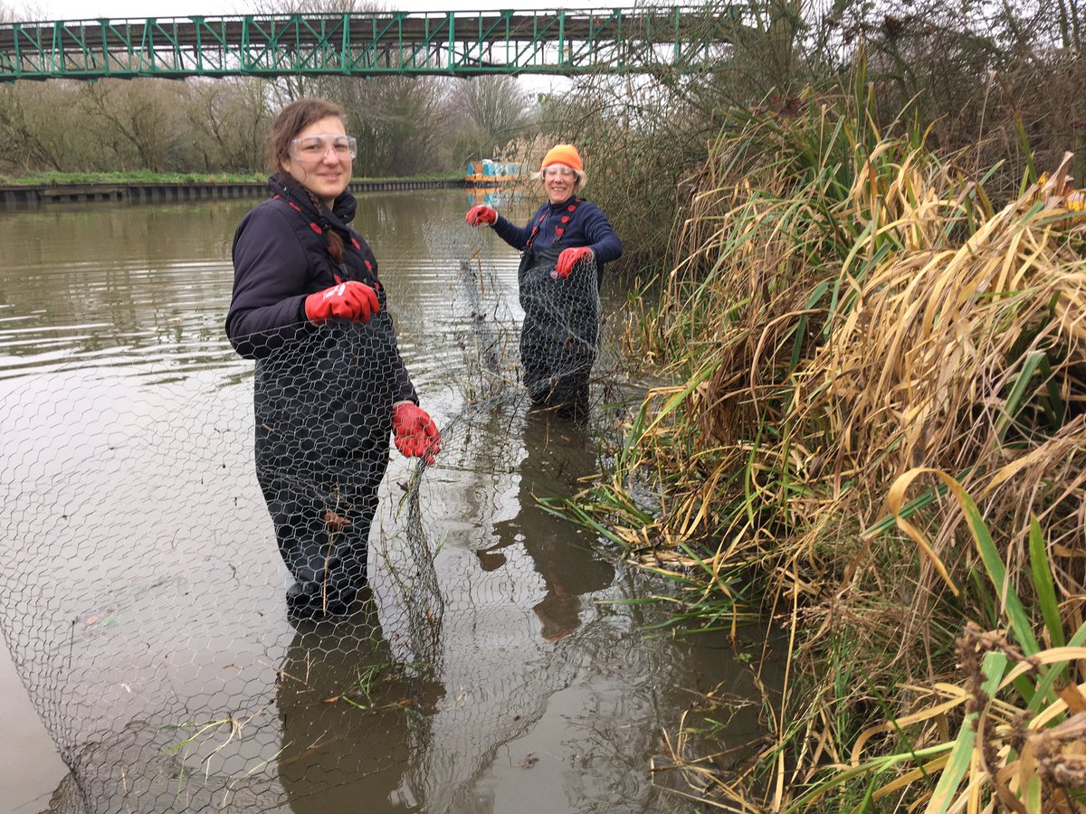 Spring is springing!!!! So we’re cracking on with maintenance tasks, today we started taking the fence off our #LeeNavigation /#WildMarshWest #BiodiversityBank berm that we installed to rebuild the collapsed bank. Ain’t it lush! #LoveTheLea #WeWantWildlife