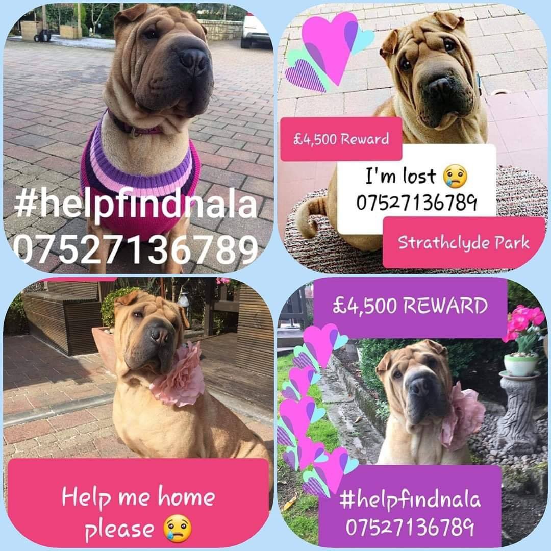 Please just like #HelpFindNala go home. Hearts are broken and are still breaking. How can someone keep someone else dog and not feel guilty of what they have and are doing/causing. 💔 <a href="/crafty_coo/">Lorraine Robertson</a>