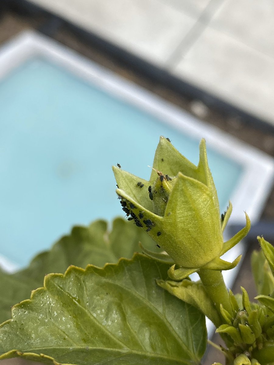 Freddy Vega tweet media