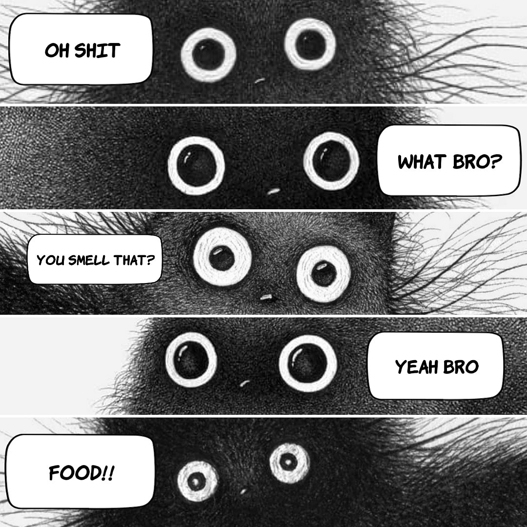 Food!!
#comicstrip #cats