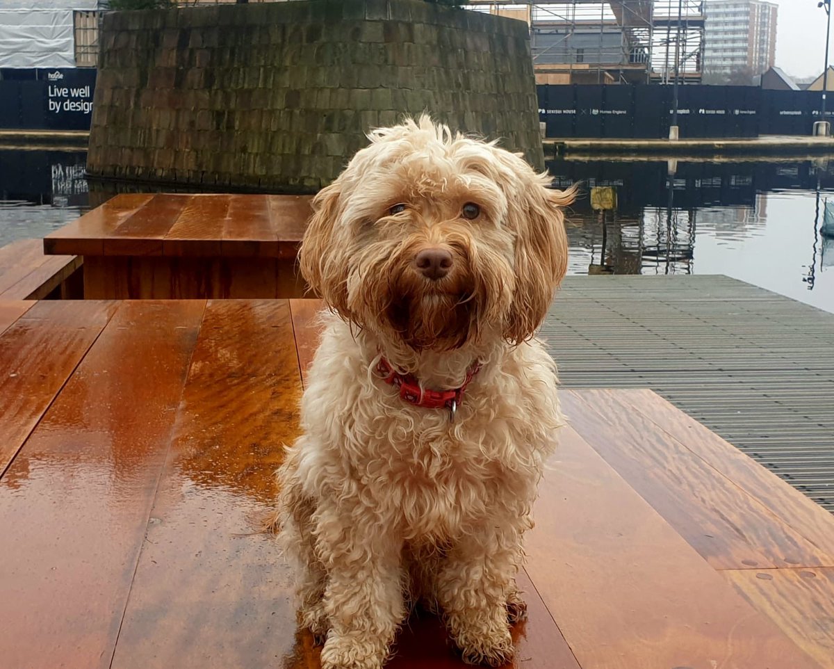 This is Dottie. She’s in her first theatre show next week.
RT to wish her ‘break a paw’ 🐾 

#Toto #WizardOfOz #StageMom #DanceMom #ImNervous #ShesNot