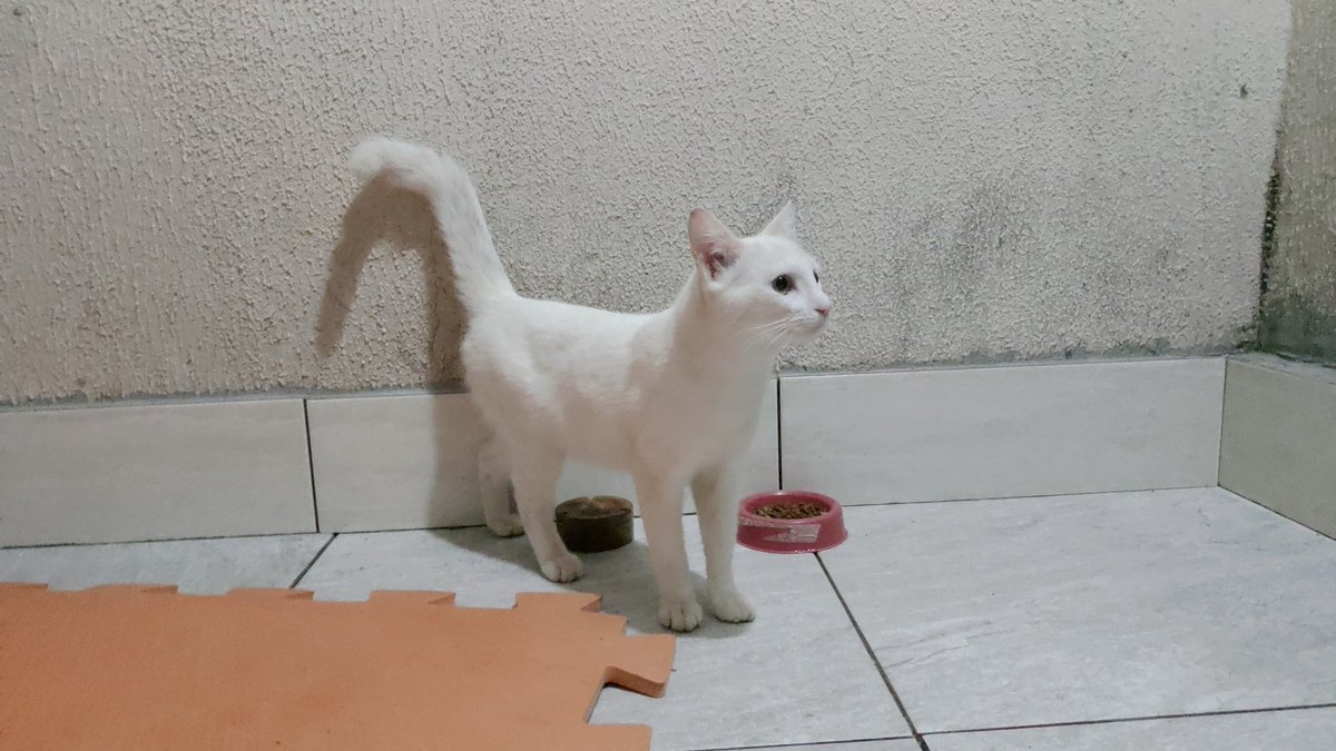 gatinhoHiro's tweet photo. Esse não sou eu. É um mini-me. 
Chamado Pépe! Tá abandonado na minha rua e ontem dormiu lá em casa. Precisa de amor e cuidados!
#LevaEle #PraVoce #Adota
#Brasilia https://t.co/L76Px49Wy5