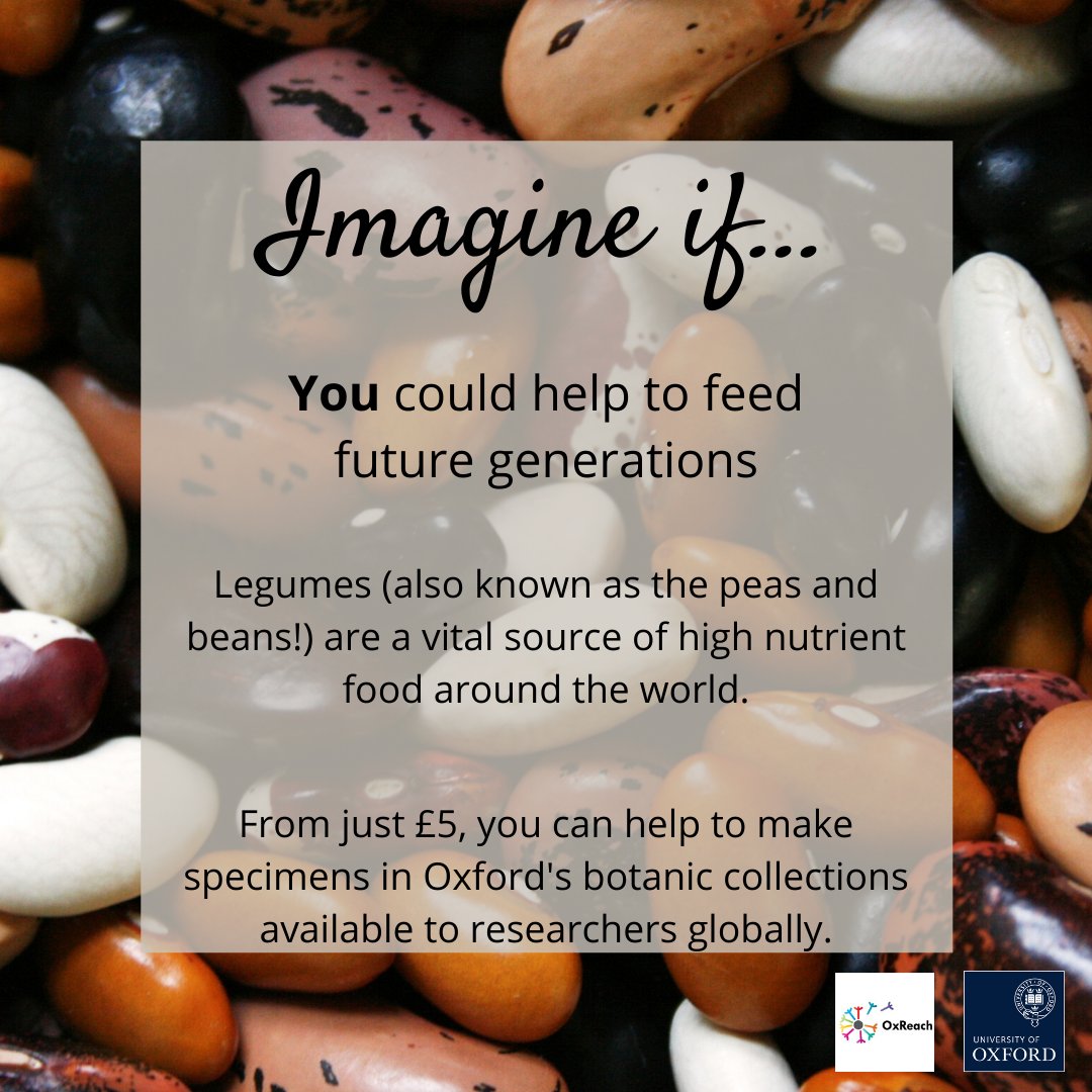 OxReach's tweet photo. #ImagineIf YOU could help feed future generations.
Many diets rely on #peas and #beans but increasing temperatures & unpredictable weather threaten many staple legumes.
We are #PressedforTime. Please help us share vital data that could help.
Give today: https://t.co/DdnS52XlBd https://t.co/TXUPDIitPH